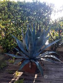Agave americano in vaso