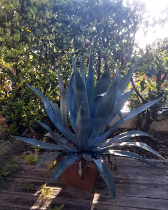 Agave americano in vaso