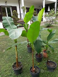 PIANTE DI BANANO