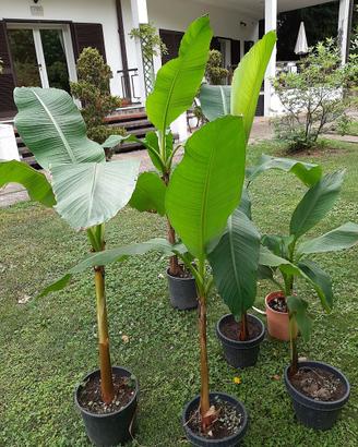 PIANTE DI BANANO