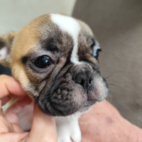 Bulldog francese