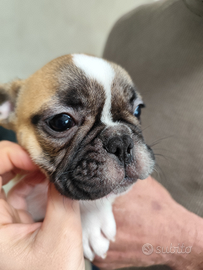 Bulldog francese
