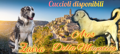 Stupendi cuccioli di Pastore dell'Asia Centrale