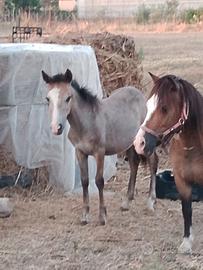 Asinella e puledro