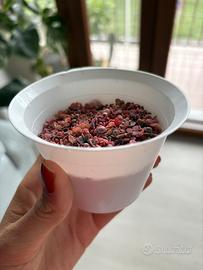 Kalanchoe daigremontiana pink