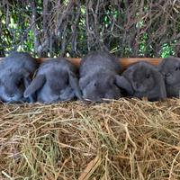 Conigli nani ariete blu di vienna