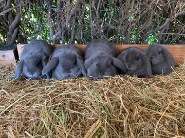 Conigli nani ariete blu di vienna