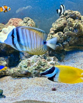 Acquario Marino Juwel 240L COMPLETO di Tutto