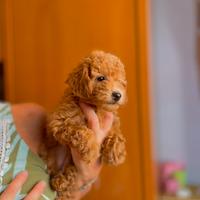 Cucciola Barboncino Toy Red - Napoli