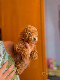 Cucciola Barboncino Toy Red - Napoli