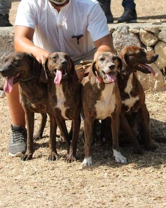 Cani pronta caccia
