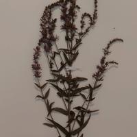 Erbario Forestale, Botanica, Fitopatologia