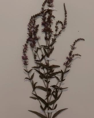 Erbario Forestale, Botanica, Fitopatologia