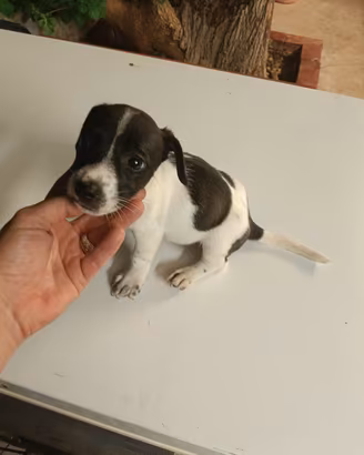 jack russel nani zampa corta taglia piccolissima 