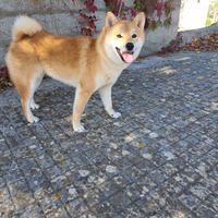 Shiba inu