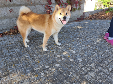 Shiba inu