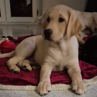 Cuccioli di labrador