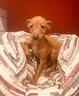 pinscher-allevamento-e-negozio-