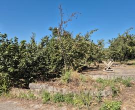 Terreno agricolo 12.000 mq a Forino