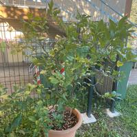Alberi di limone e lime