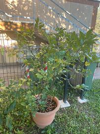 Alberi di limone e lime