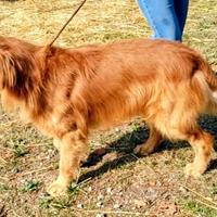 Stallone Golden americano