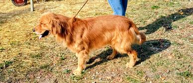 Stallone Golden americano