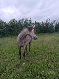 Puledro arabo