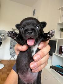 Cuccioli pelo corto chihuahua