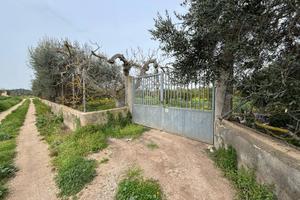 Terreno Agricolo - Massafra