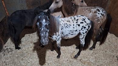 Mini Horse Appaloosa 