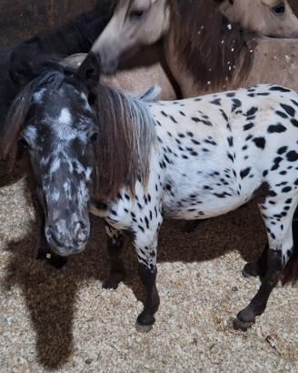 Mini Horse Appaloosa 