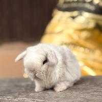 Cuccioli di coniglio Minilop ariete nano