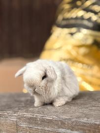 Cuccioli di coniglio Minilop ariete nano