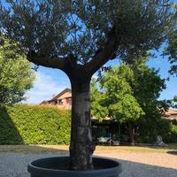 Ulivo ornamentale spagnolo provenienza Andalusia