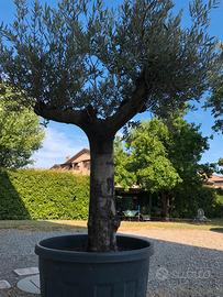 Ulivo ornamentale spagnolo provenienza Andalusia