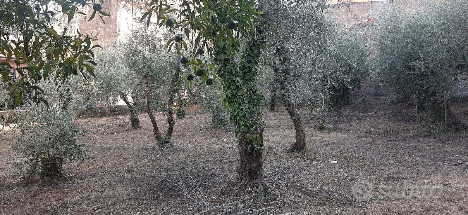 Vendita terreno - Altro