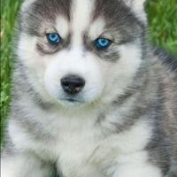 Cane husky