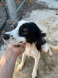 Cane da tartufo