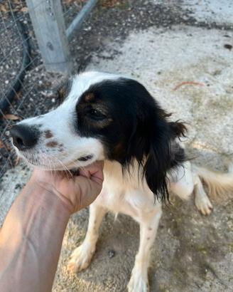 Cane da tartufo