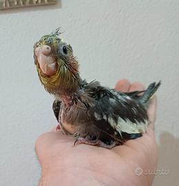 Calopsite pullo quasi svezzato