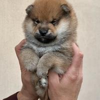 Shiba Inu con Pedigree Enci