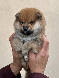 Shiba Inu con Pedigree Enci