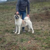 Akita americano femmine