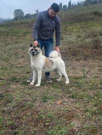 Akita americano femmine