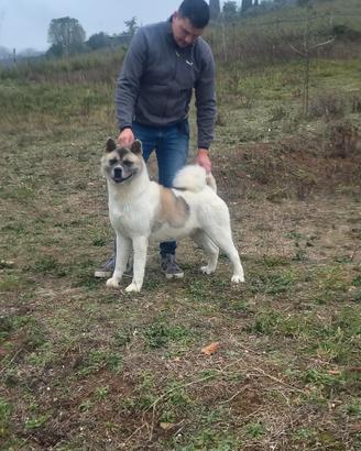 Akita americano femmine