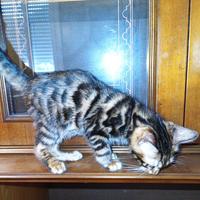 Cucciolo Bengala maschio