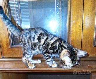 Cucciolo Bengala maschio