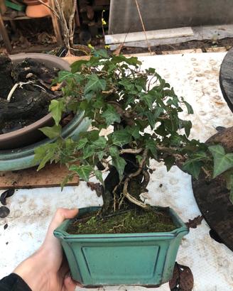 Bonsai Tanuki edera