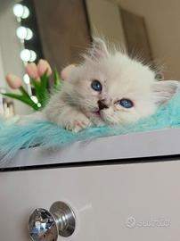 Gattino British Long Hair Occhi Azzurri (Maschio)